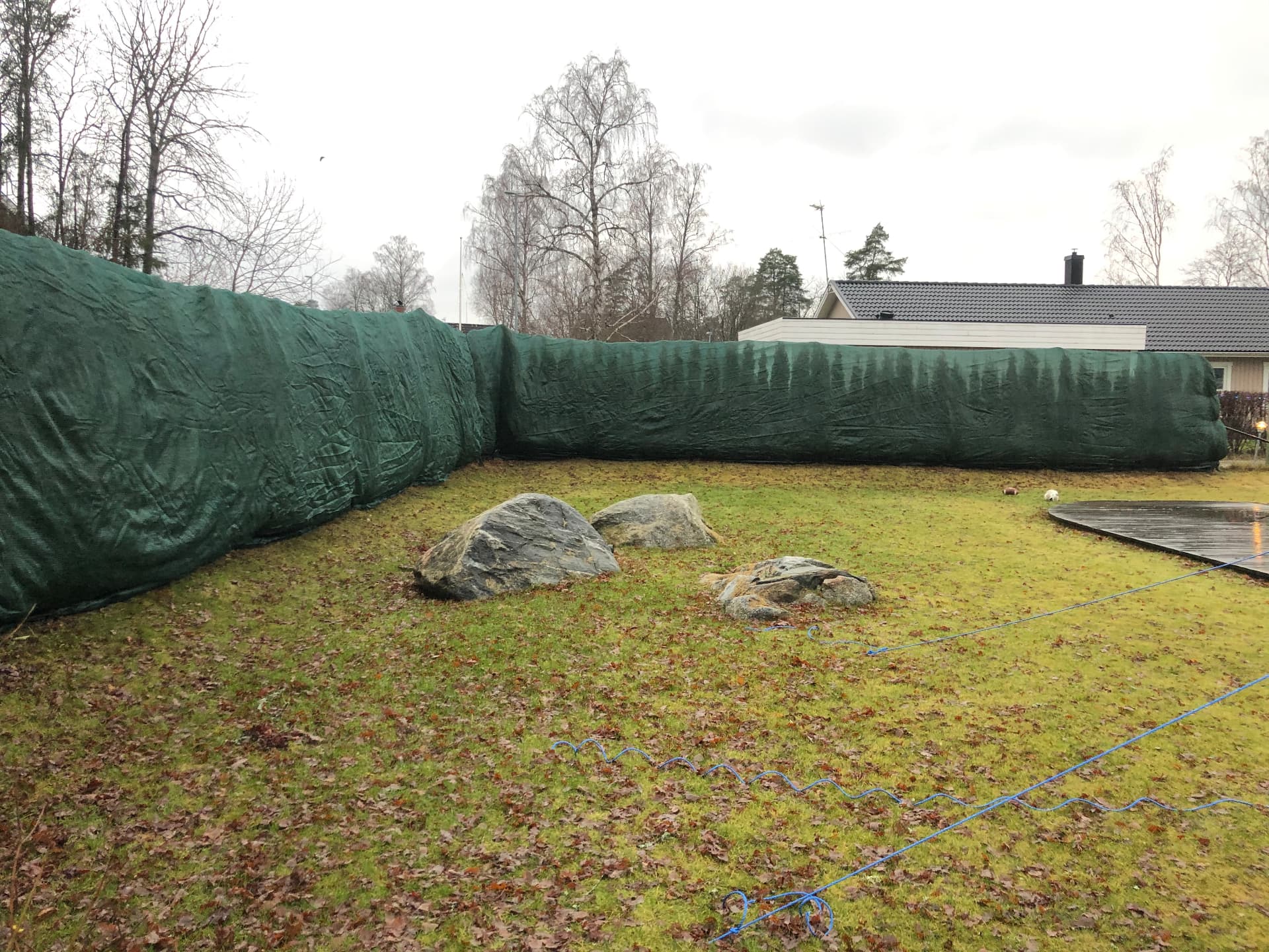 Lång thujahäck vintertäckt med grön skuggväv i en trädgård