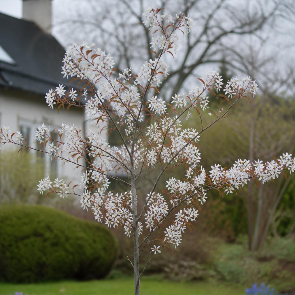 Häggmispel (Amelanchier) (Amelanchier lamarckii / A. laevis) etablerat i trädgård